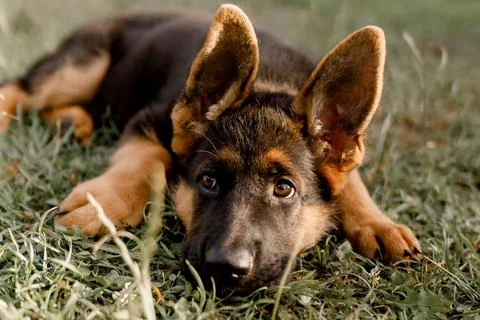 German Shepherd is sad lying on the grass in the park Stock Photos