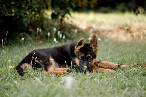 German Shepherd is sad lying on the grass in the park Stock Photos