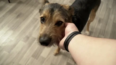 A German shepherd is scratched behind the ear 스톡 동영상 155164447