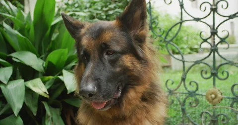 German shepherd scratching Stock Footage 143090172