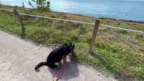German shepherd by the sea Vídeo Stock 221274397