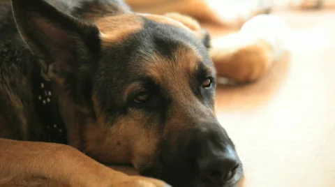 German Shepherd Series Stock Footage 445680