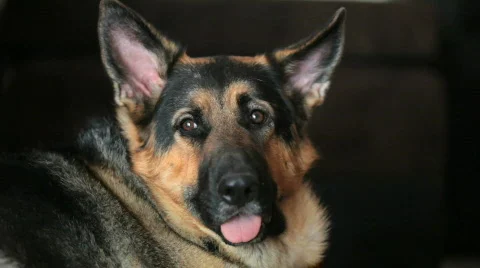 German Shepherd Series Stock Footage 445884