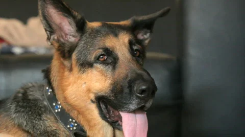 German Shepherd Series Stock Footage 446649