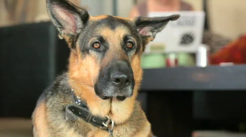 German Shepherd Series Stock Footage 446657