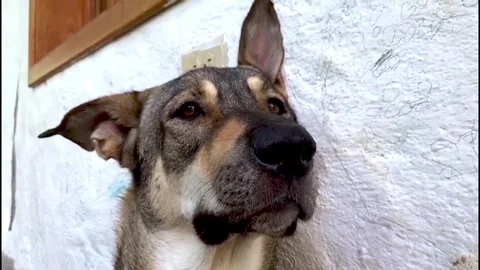 German Shepherd Is In Serious Training To Become An Opera Star 스톡 동영상 272565406