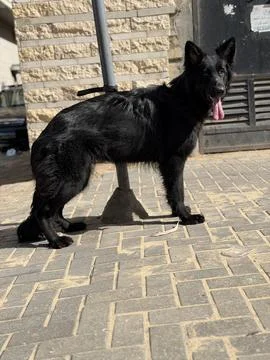 German Shepherd Side Walk Sequence in Outdoor Urban Area Stock-Fotos