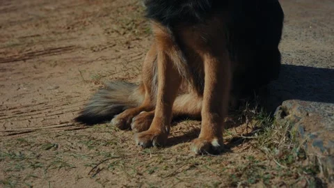 German Shepherd sits calmly on dirt path Stock Footage 337593703
