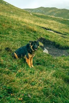 German Shepherd sits on a grassy slope, looking ahead Foto stock