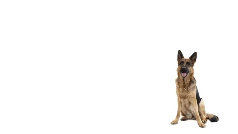 German Shepherd Sits On A White Background Stock Footage 89686707