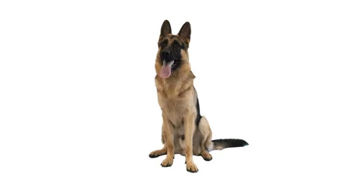 German Shepherd sits on white background Видео 91542394