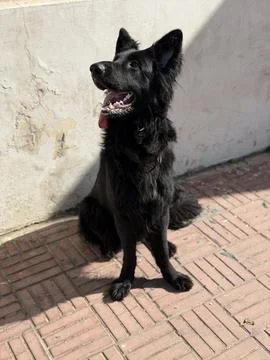 German Shepherd Sitting and Looking Up with Alert Expression Stock Photos