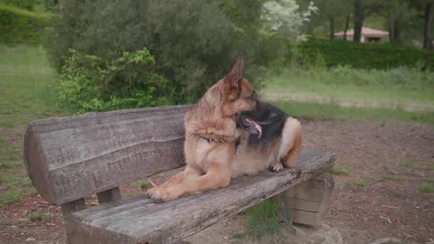 German Shepherd sitting on a bench Outdoors, Medium shot Slow Motion Stock Footage 340566891