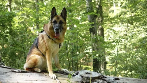 German Shepherd sitting on a fallen tree in Kopaonik forest, Serbia. Active dog Stock Footage 343150955