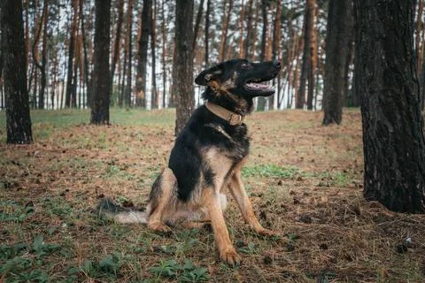 German Shepherd sitting in the forest, focused on training commands Foto stock