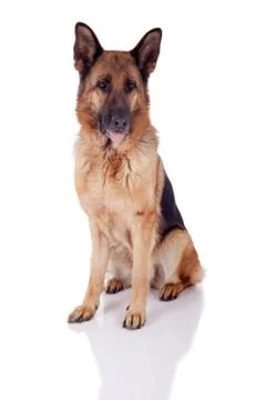 German Shepherd sitting in front Stock Photos