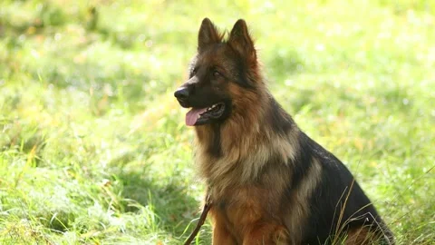 German Shepherd sitting in the grass against the backdrop of a summer park Stock Footage 252683035