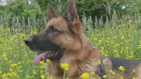 German Shepherd Sitting on Grass Outdoors, Close-Up Slow Motion (24fps Rec 709) Stock Footage 340567058