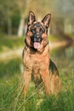 German shepherd sitting on grass. Stock Photos