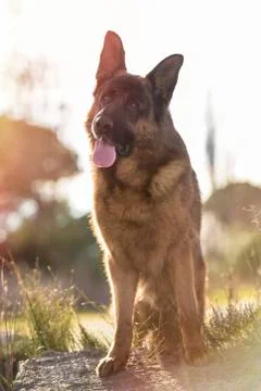 German shepherd sitting on grass Stock Photos