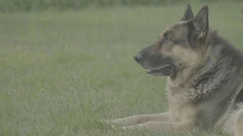 German Shepherd sitting on the grass (S-log3) Stock Footage 326799535