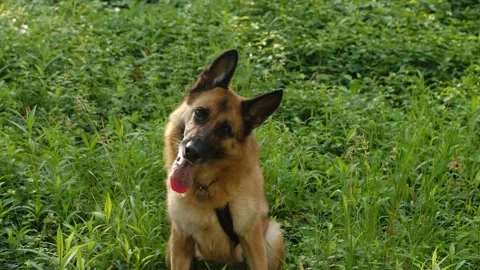 German Shepherd sitting on green grass, looking straight at camera with Stock Footage 327231345