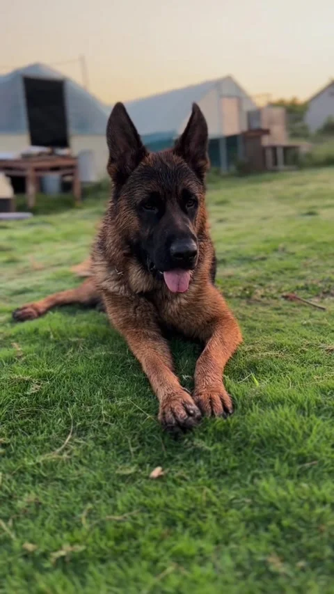 German shepherd sitting on green grass Видео 335661675