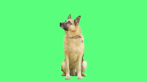 German Shepherd sitting on a green screen Stock Footage