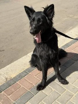 German Shepherd Sitting on Pavement Looking at Camera Photos