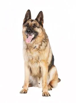 German Shepherd sitting 写真素材