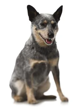 German shepherd sitting Stock Photos