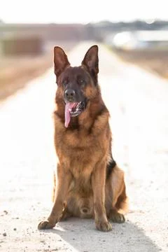 German shepherd sitting. Stock Photos