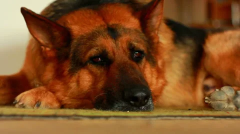 German Shepherd sleeping on the carpet Stock Footage 37148305