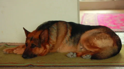 German Shepherd sleeping on the carpet Stock Footage 37148373
