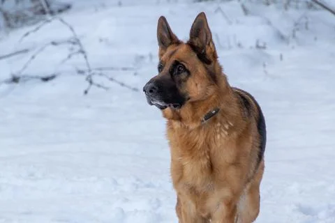 German shepherd in the snow on the mountain Stock Photos