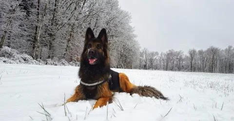 German shepherd in the snow Stock Photos
