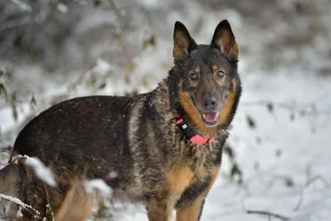 German Shepherd in Snow Stock Photos