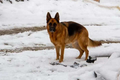 German shepherd in the snow Stock Photos