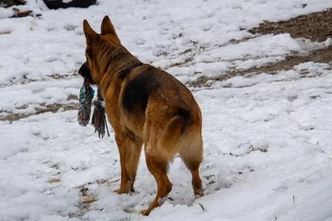 German shepherd in the snow Stock Photos