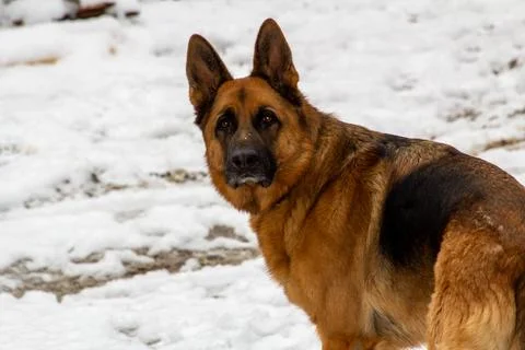 German shepherd in the snow Stock Photos