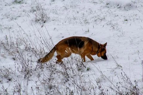 German shepherd in the snow Stock Photos