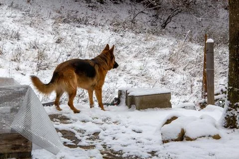 German shepherd in the snow Stock Photos