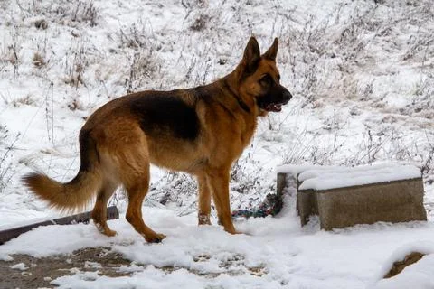 German shepherd in the snow Stock Photos
