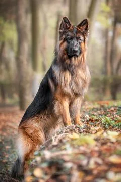 German Shepherd standing among fallen autumn leaves Stock Photos