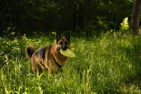German Shepherd standing on a forest path holding a yellow toy disc in its .. Stock Photos