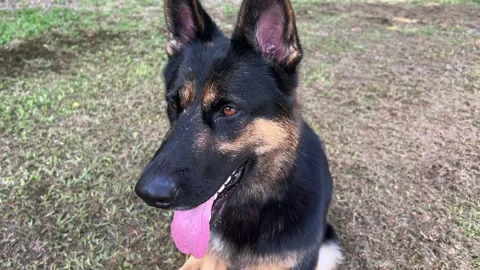 German shepherd standing still Stock-Footage 202183205