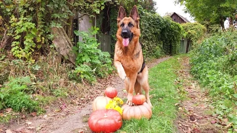 A German Shepherd stands on one paw on pumpkins Stock Footage 256967001