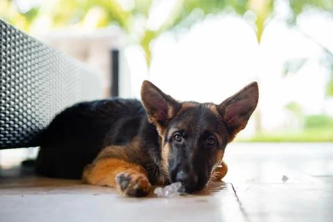 German shepherd staring at camera after taking a break and licking an ice cub Foto stock
