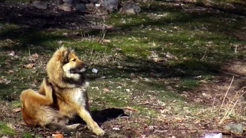 A German Shepherd stretching in a leafless forest is, stock footage. Stock Footage 304818241