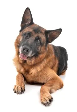 German shepherd in studio Stock Photos
